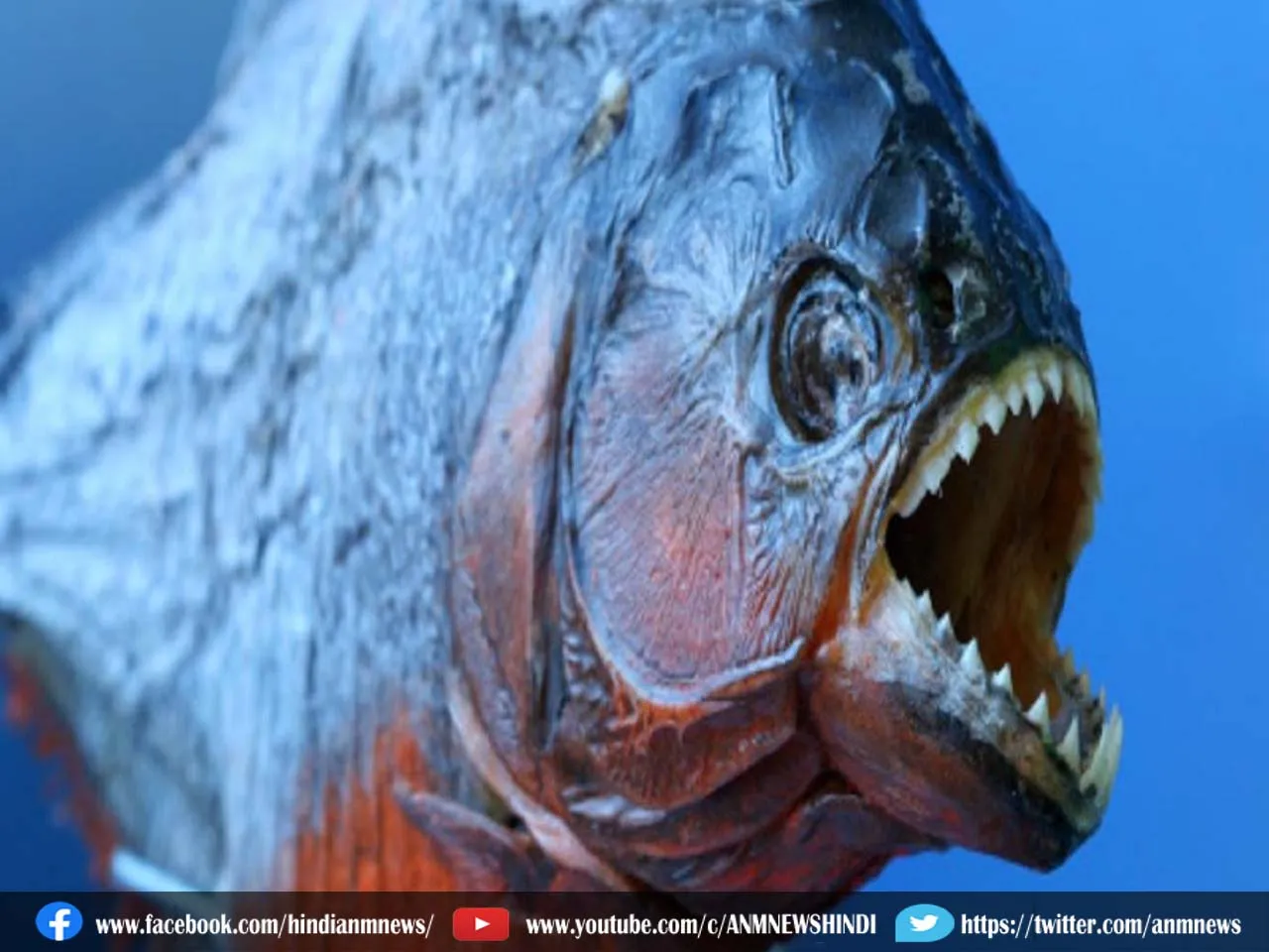 Ajab Gajab: दुनिया की सबसे खतरनाक मछलि