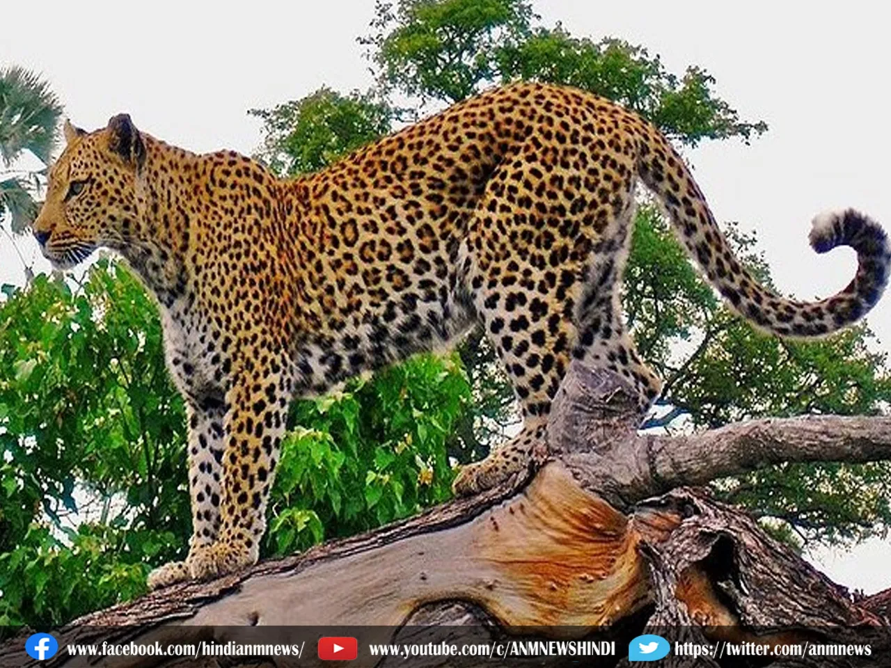 Leopard News: बिजनौर में नरभक्षी तेंदुए की मौजूदगी से दहशत