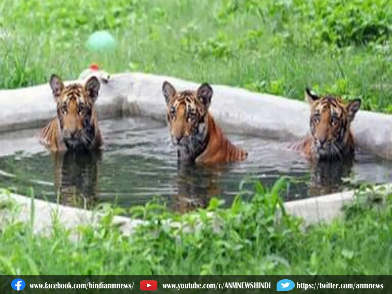 West Bengal: बर्धमान चिड़ियाघर में आएंगे शेर और बाघ