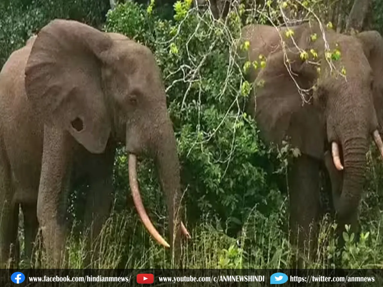 Elephants : यह ‘घास’ हाथियों के लिए बनी बड़ी परेशानी