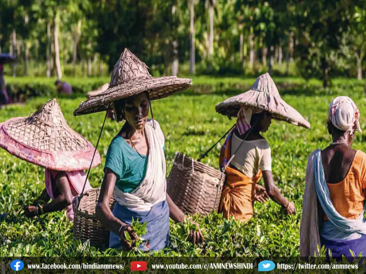 चाय बागानों को बंद करने पर मानक संचालन प्रक्रिया लागू करेगी बंगाल सरकार