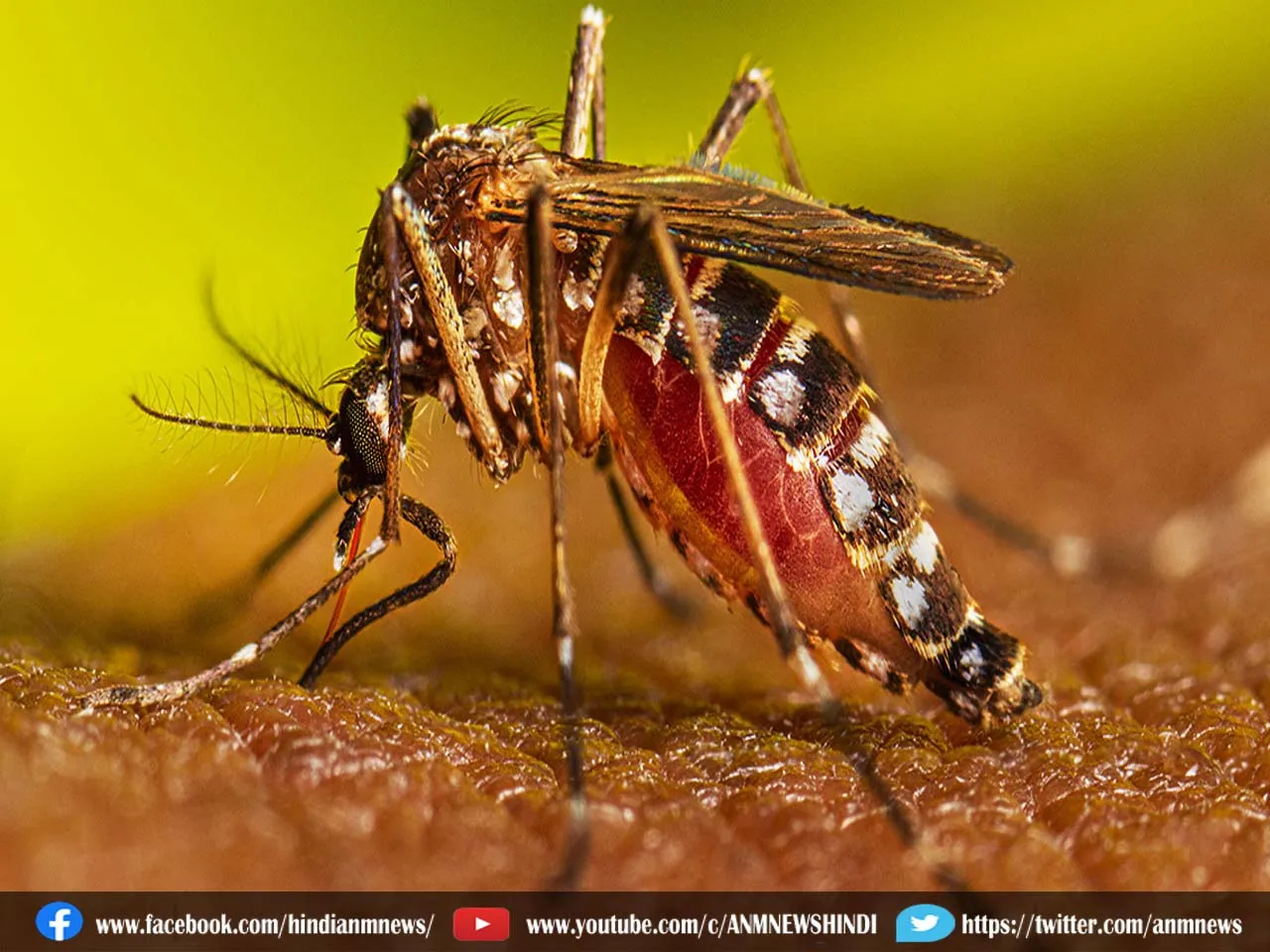 Dengue : डेंगू मरीजों की संख्या बढ़ता ही जा रहा