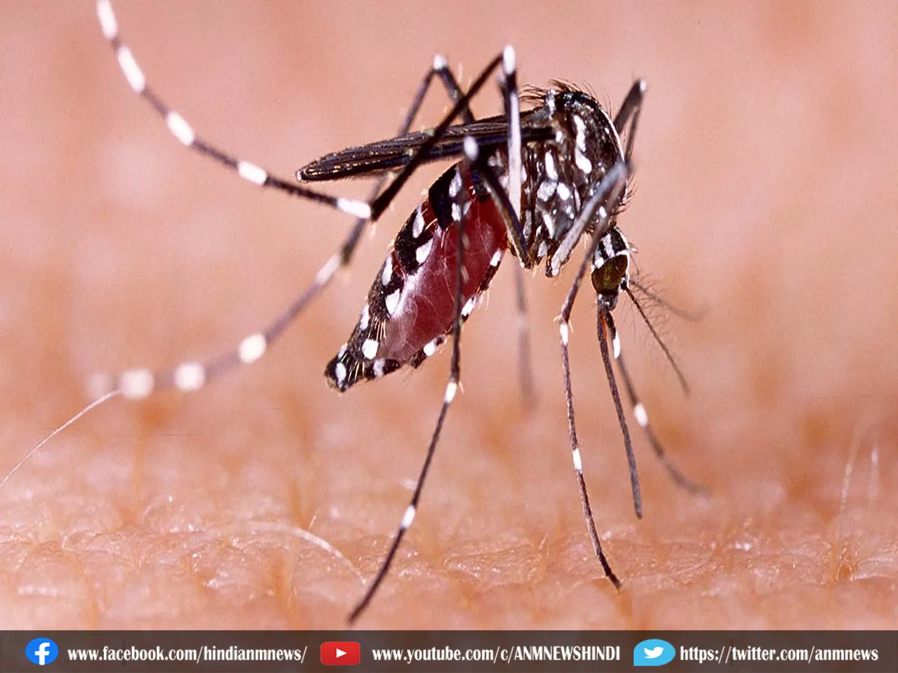 Dengue : डेंगू के कारण हुआ महिला डॉक्टर की मौत