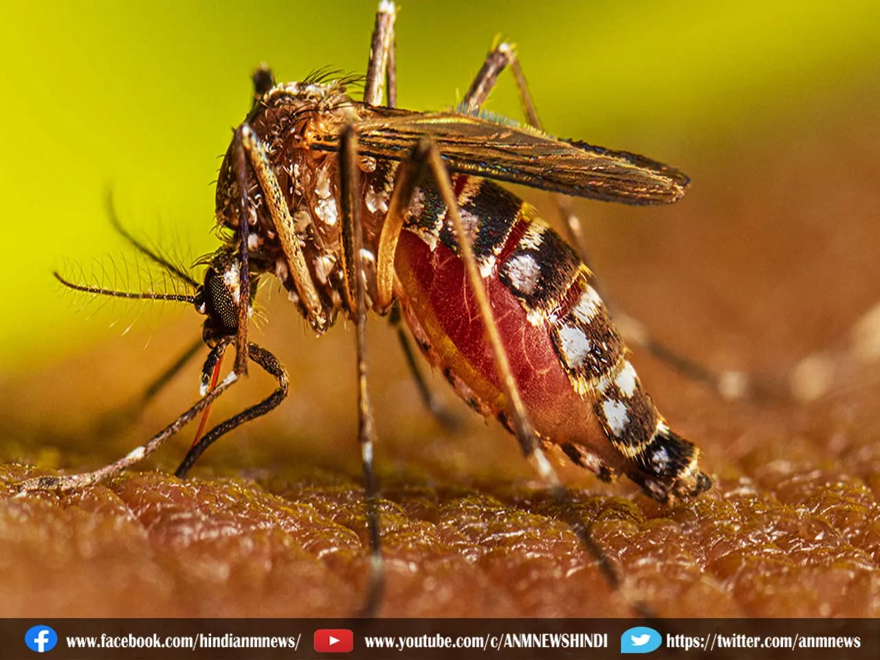 बढ़ी dengue मरीजों की संख्या , बुखार से प्रभावित मरीजों की संख्या सर्वाधिक