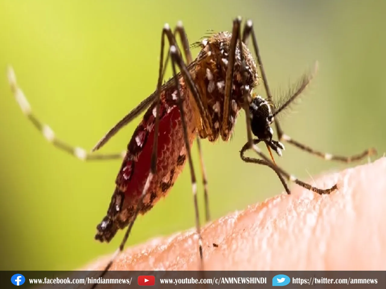 Dengue : डेंगू के मामले पहुंचे 1,700 के पार