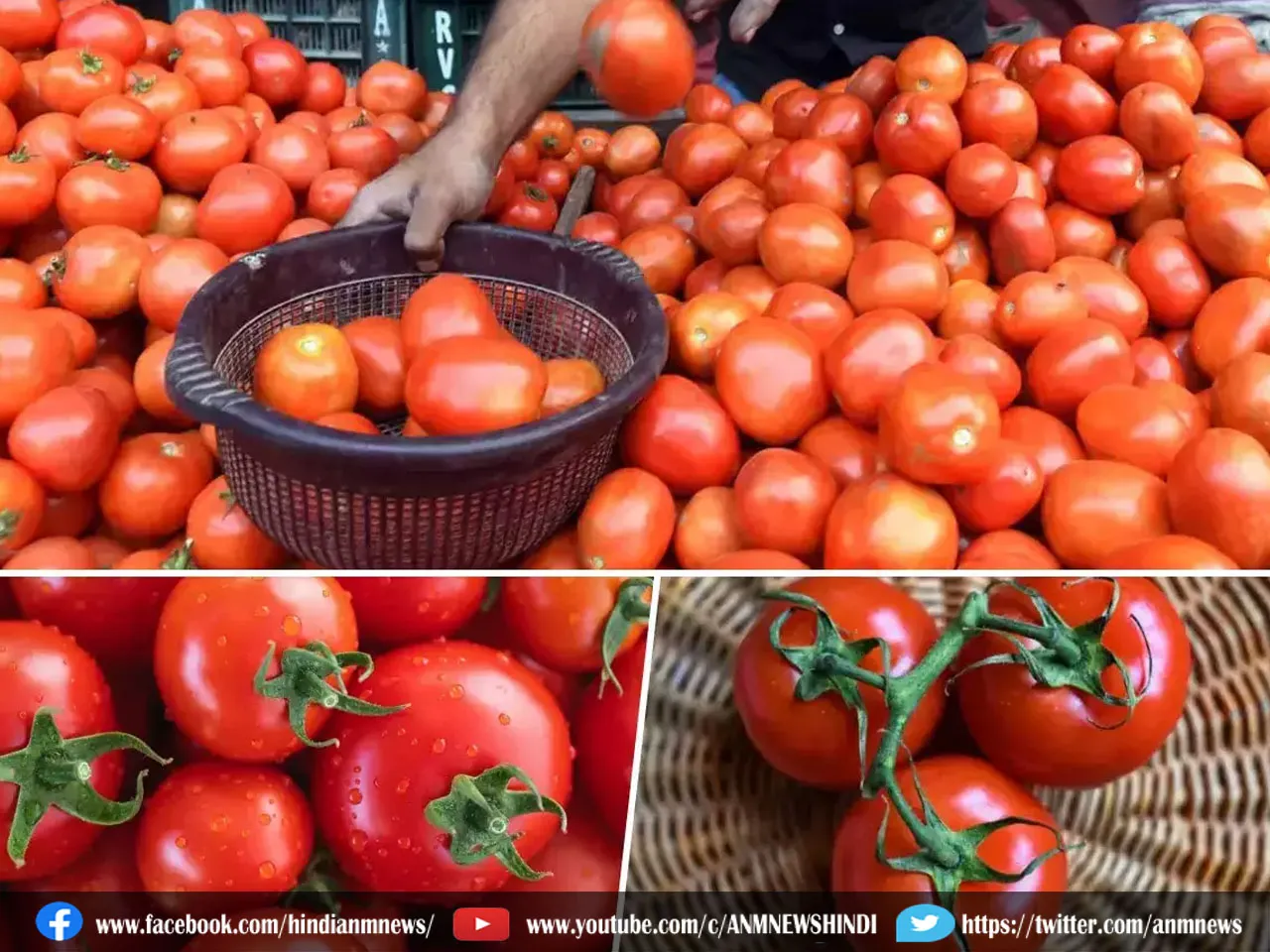 Tomatoes Price: टमाटर का उतरा बुखार, मिल रहा 2 से 4 रुपये प्रति किलो