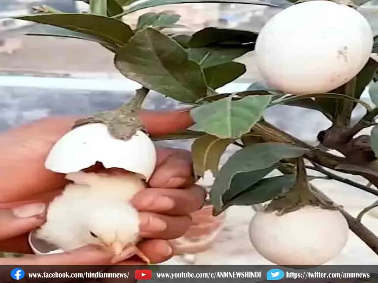 Ajab Gajab: पौधे में लटके अण्डों से निकले मुर्गी के बच्चे