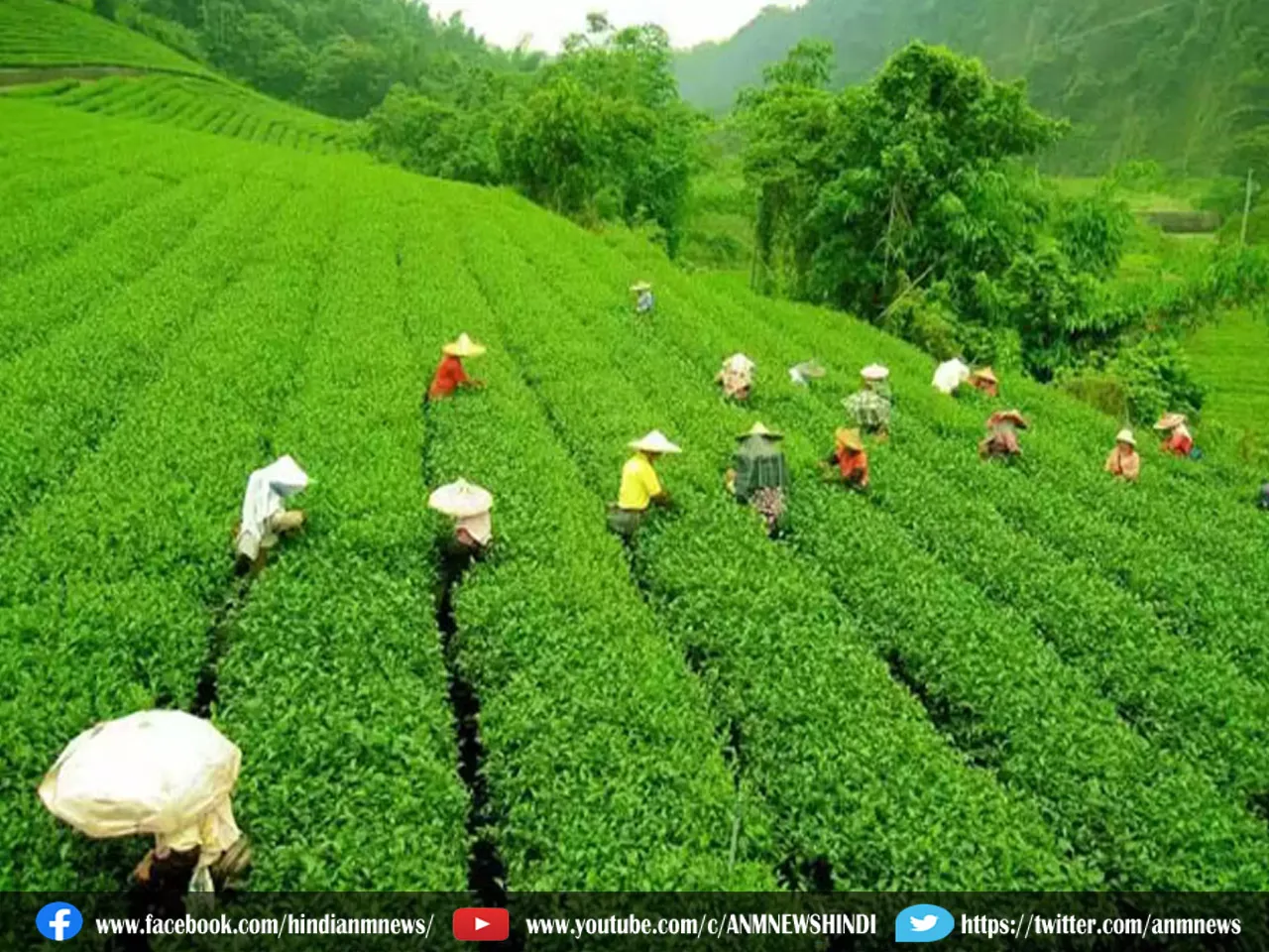 Indian Tea Association : गंभीर वित्तीय संकट से गुजर रहा है चाय उद्योग