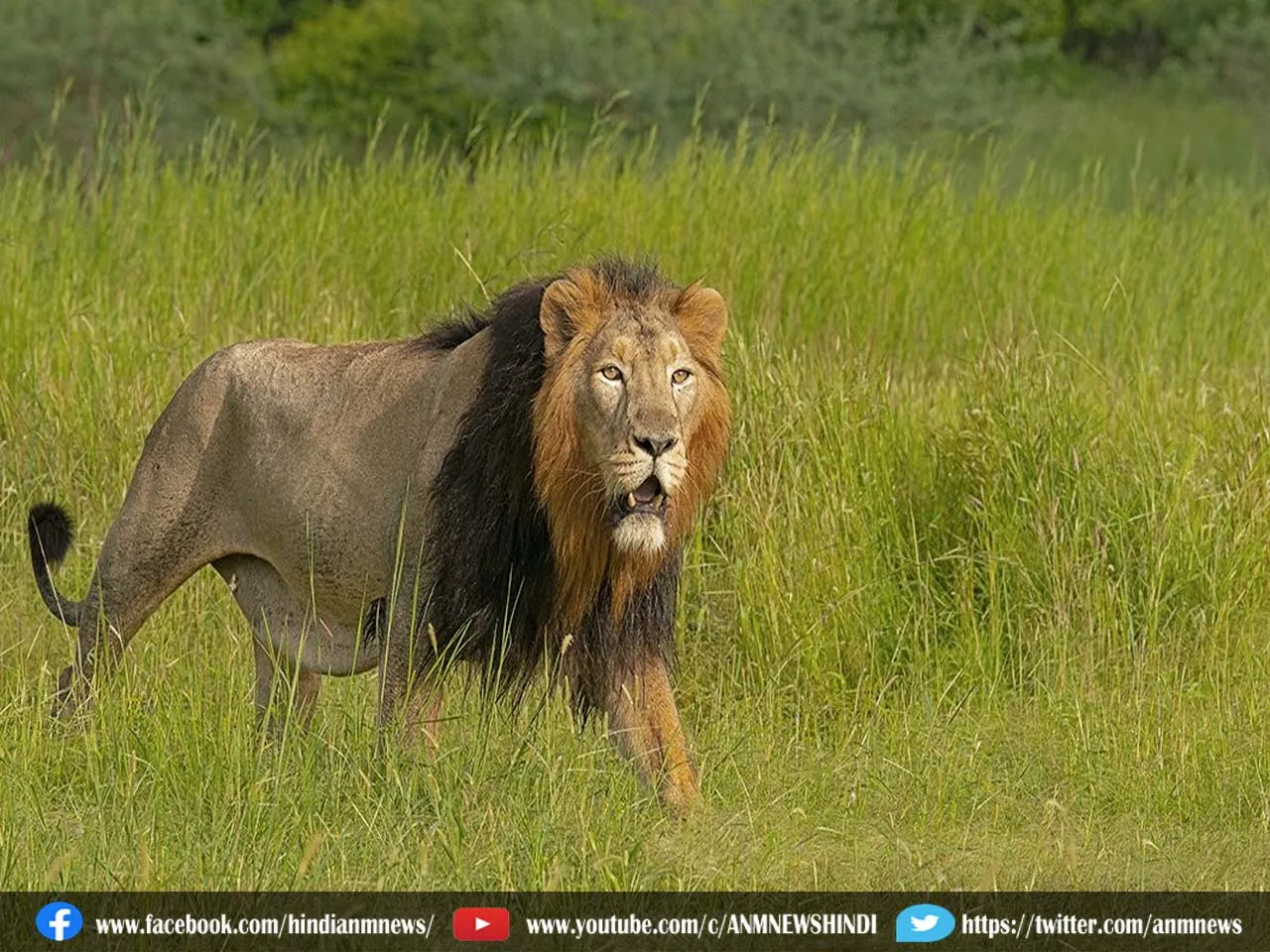 lion safari.