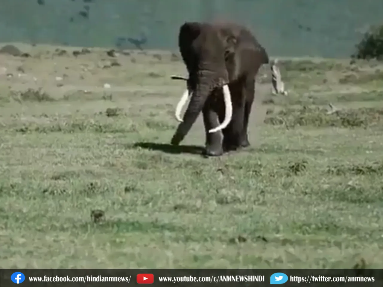देखिए हाथी की स्वैग वाली कैटवॉक (Video)