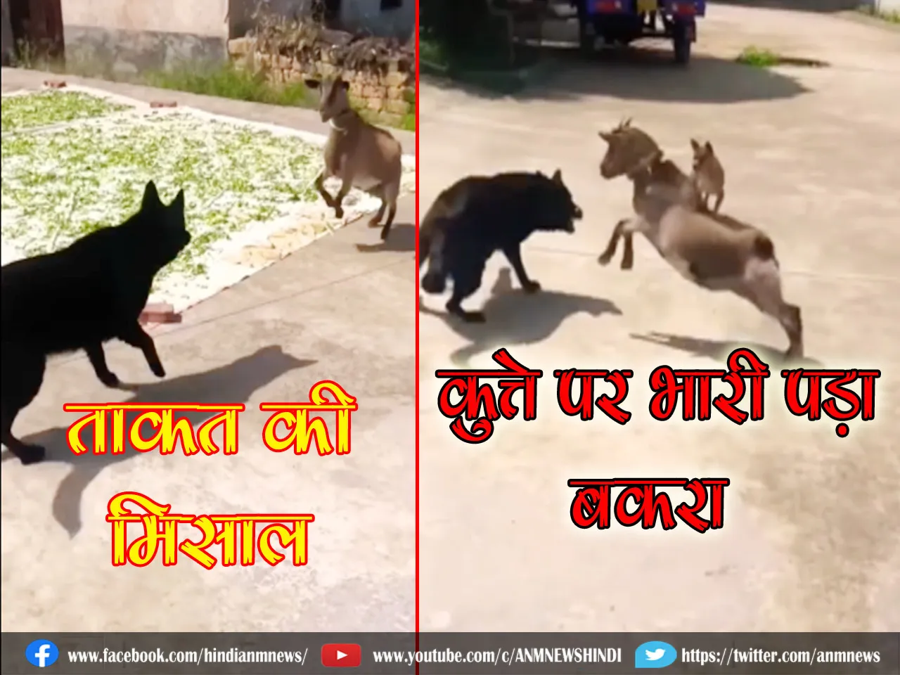 ताकत की मिसाल, कुत्ते पर भारी पड़ा बकरा (Video)