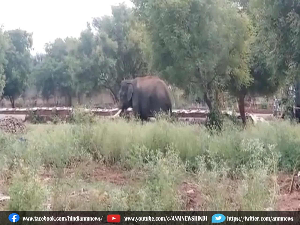 Tamilnadu : वन विभाग ने हाथी 'एरीकोम्बन' को पकड़ा
