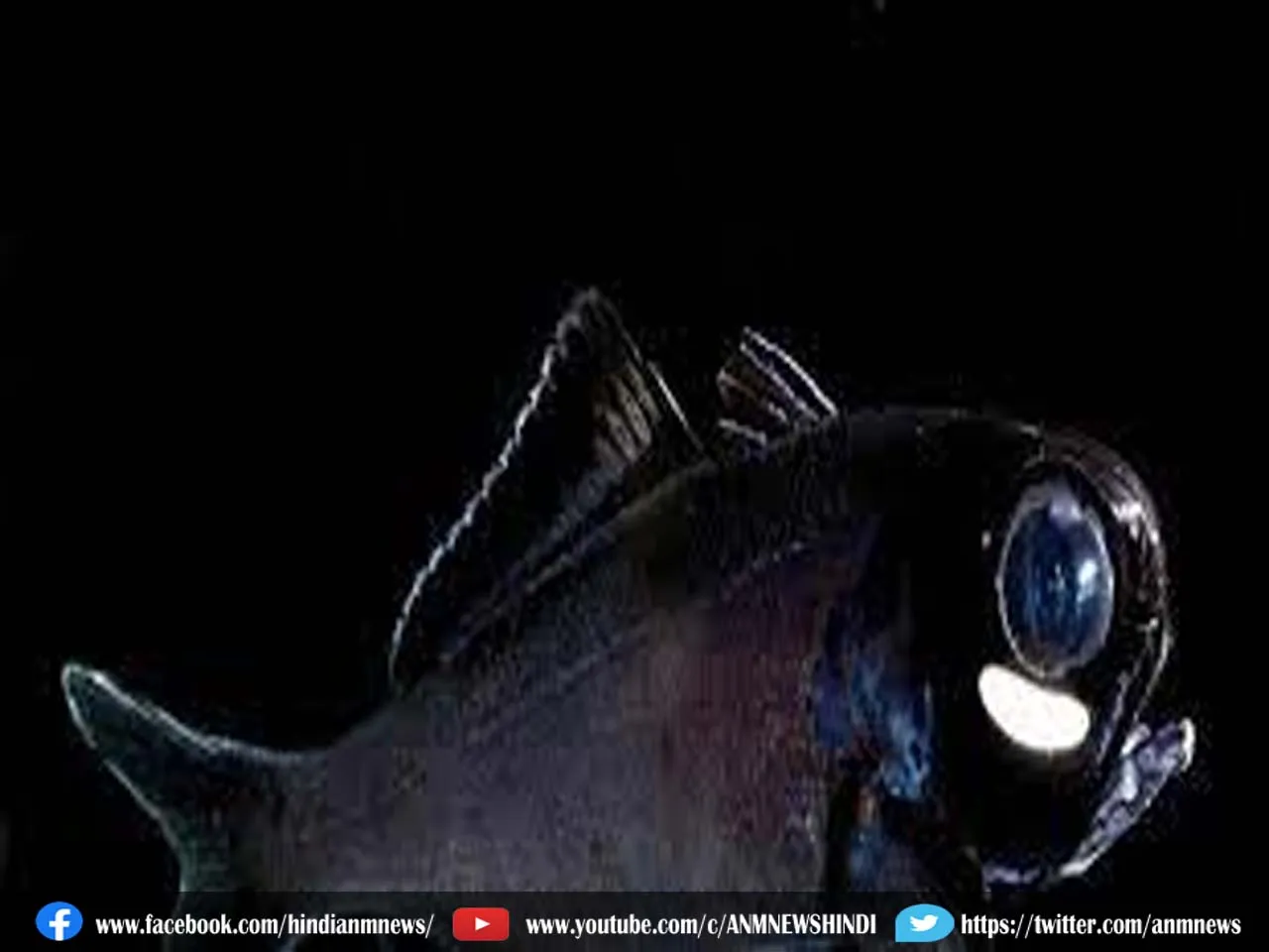 Ajab Gajab : अंधेरे में टॉर्च लेकर चलती हैं ये अजीबोगरीब मछलियां