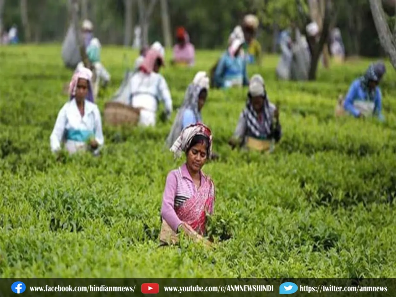 North Bengal : छिटपुट बारिश से उत्तर बंगाल चाय उद्योग प्रभावित