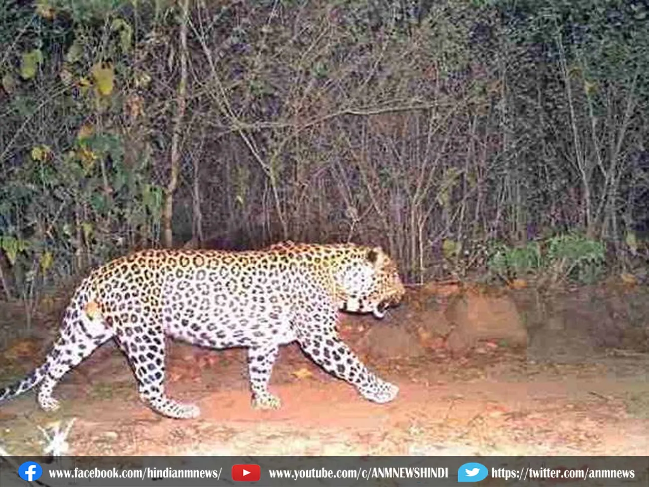 leopard Alipurduar