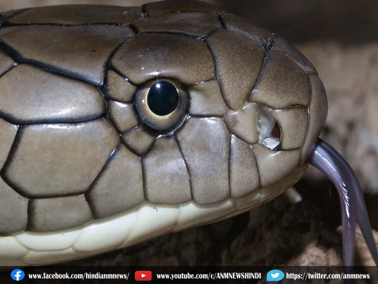 Ajab Gajab: किंग कोबरा के खतरनाक अटैक,  वीडियो हुआ वायरल
