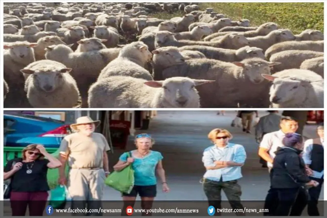 इस देश में है इंसानों से ज्यादा हैं भेड़