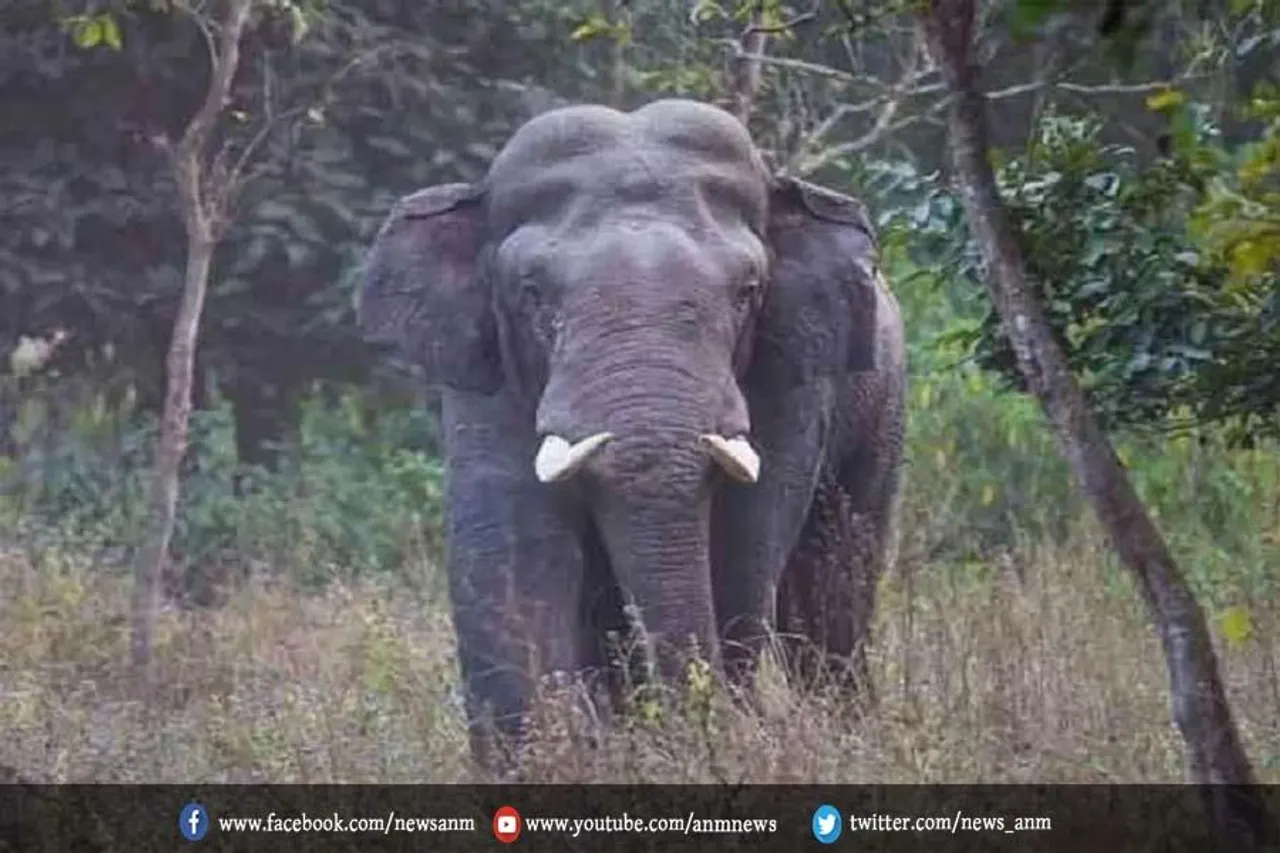 फायरिंग अभ्यास के दौरान कोई हाथी नहीं मारा गया: सेना