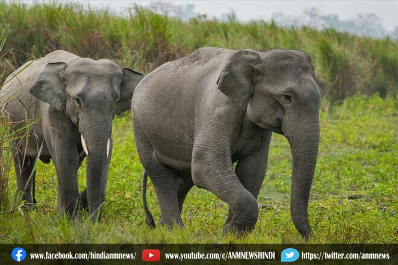 हाथी के हमले में दो महिलाओं की मौत