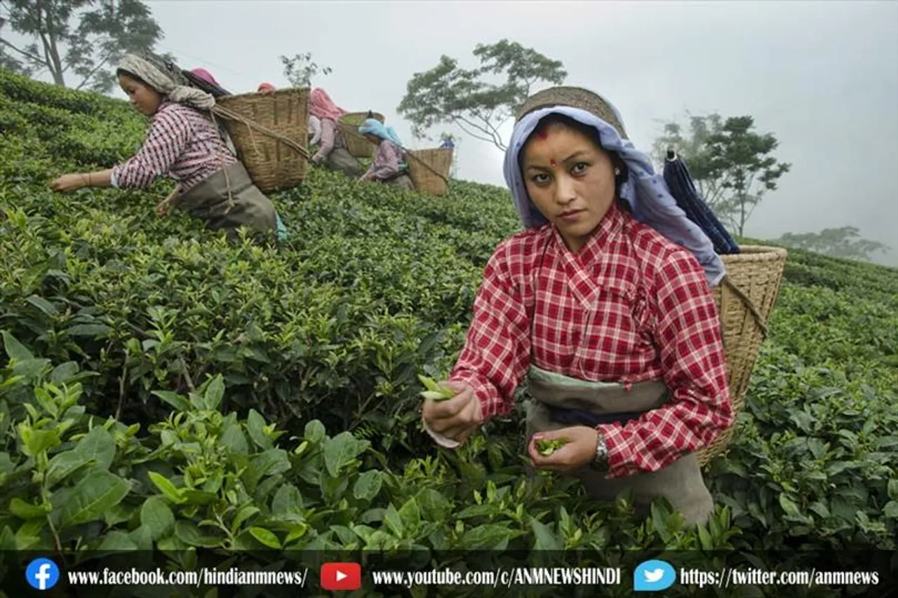 चाय बागान का काम बंद करने पर 550 बेरोजगार