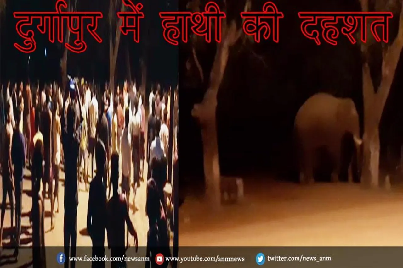 दुर्गापुर में हाथी की दहशत