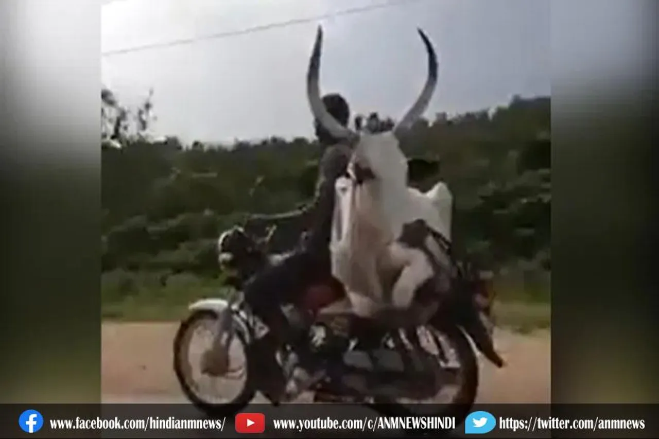 शख्स ने गाय को बाइक पर बैठाकर कराई सैर, देखे वीडियो