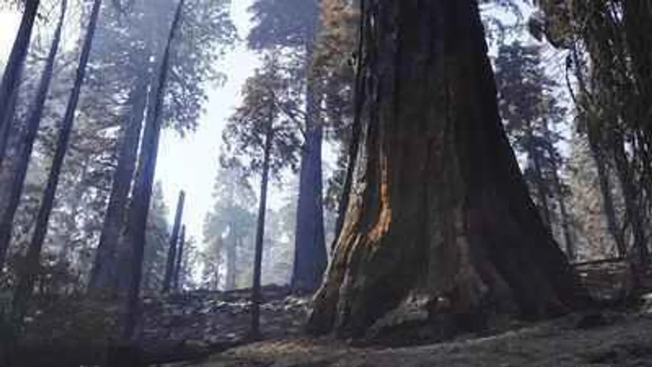 कैलिफोर्निया में जंगल की आग के बाद हटाए जाने वाले हजारों पेड़