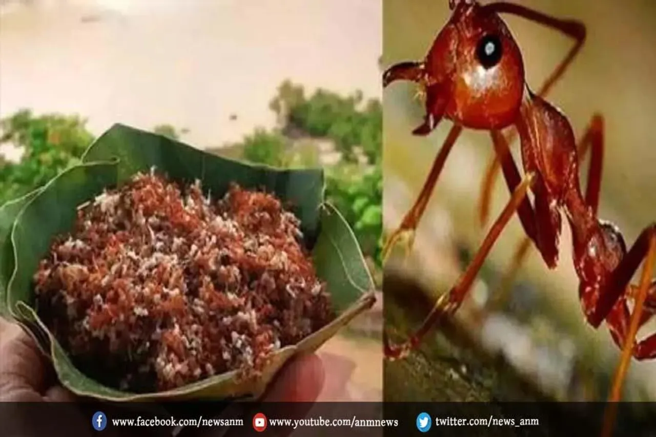 चींटी की चटनी खाने के हेल्थ बेनिफिट्स