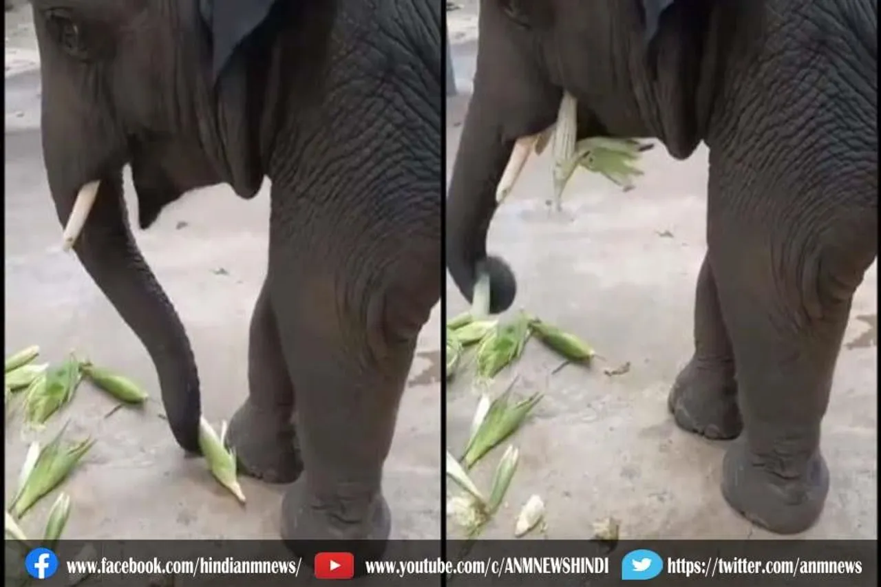हाथी को मक्का खाने में मजा आ रहा है, देखे वायरल वीडियो