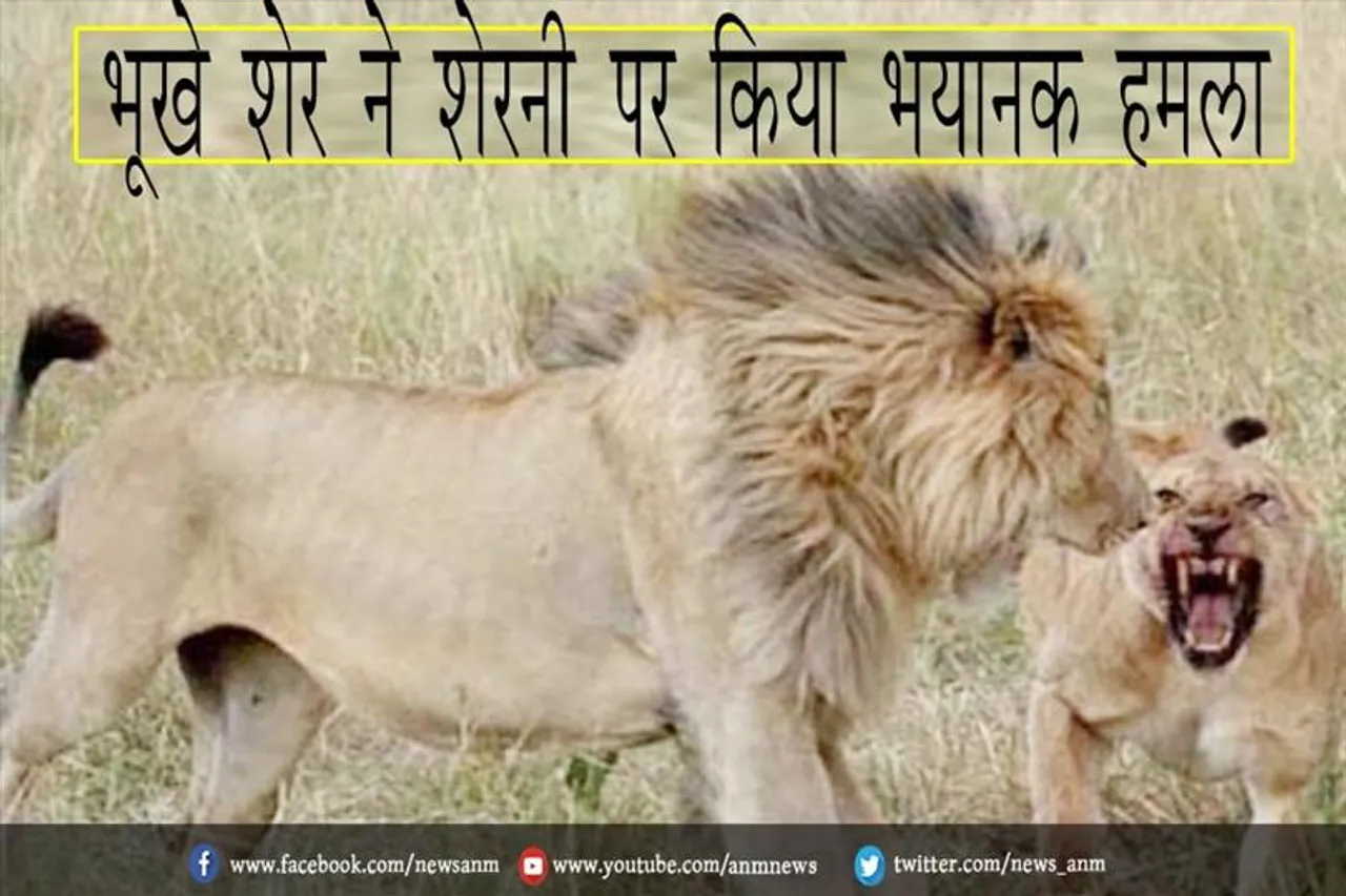 भूखे शेर ने शेरनी पर किया भयानक हमला