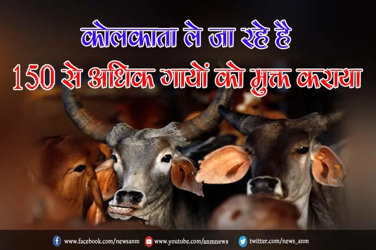कोलकाता ले जा रहे है 150 से अधिक गायों को मुक्त कराया