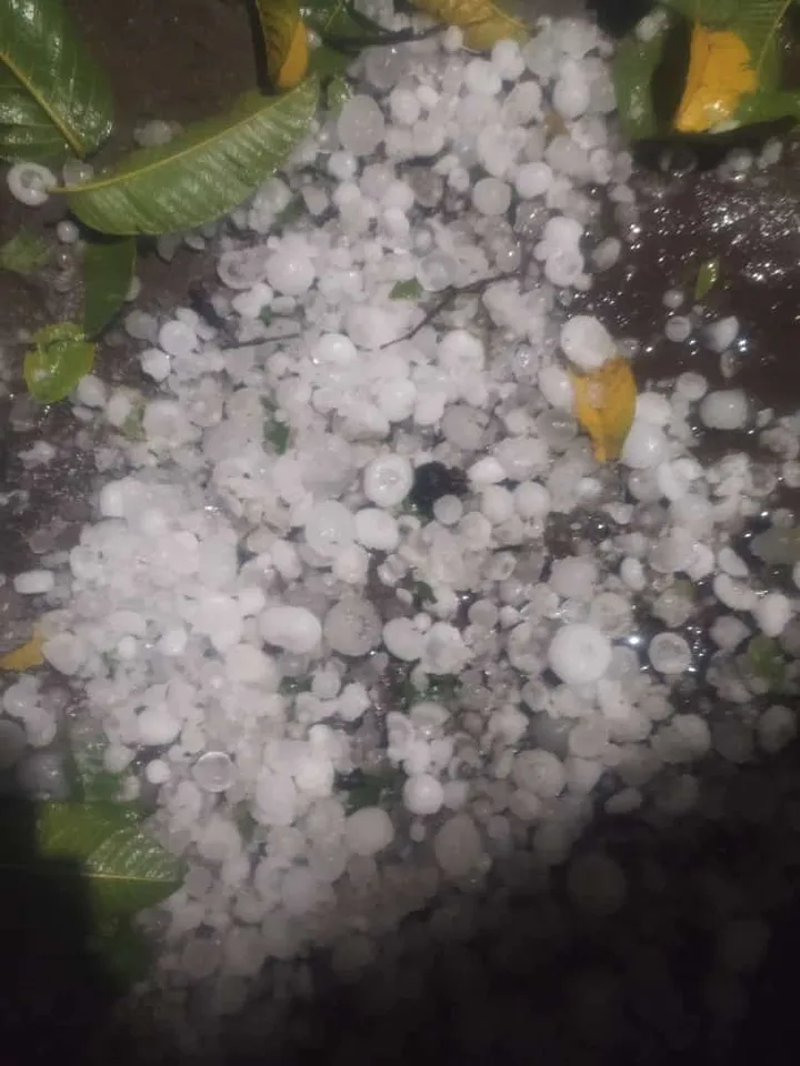 Heavy damage to crops due to hailstorm