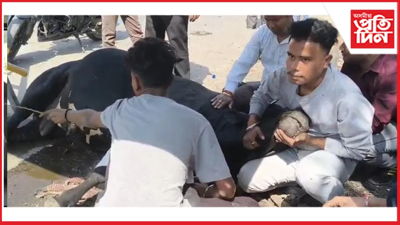 আঘাতপ্ৰাপ্ত  'ছোটা শ্বেৰ'ক  সুস্থ কৰি তুলিবলৈ গৌৰীপুৰৰ এদল যুৱকৰ আপ্ৰাণ চেষ্টা...