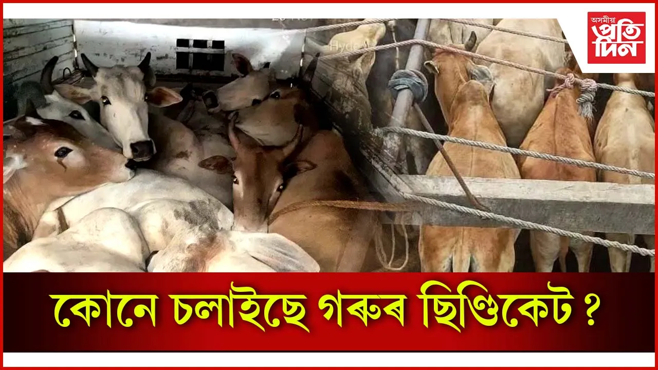 কোনে চলাইছে গৰুৰ ছিণ্ডিকেট?