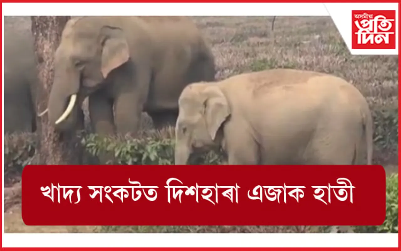 খাদ্যৰ সংকটত দিশহাৰা এজাক বনৰীয়া হাতী...