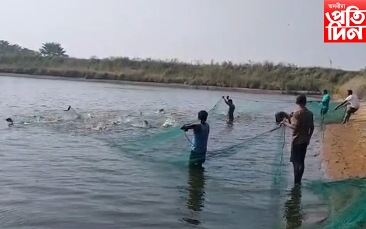 উৰুকা উপলক্ষে কন্যকা কৃষি পামৰ পদক্ষেপ, সুলভ মূল্যত চিতল ,ভকুৱা, ৰৌ , বাহু মাছ