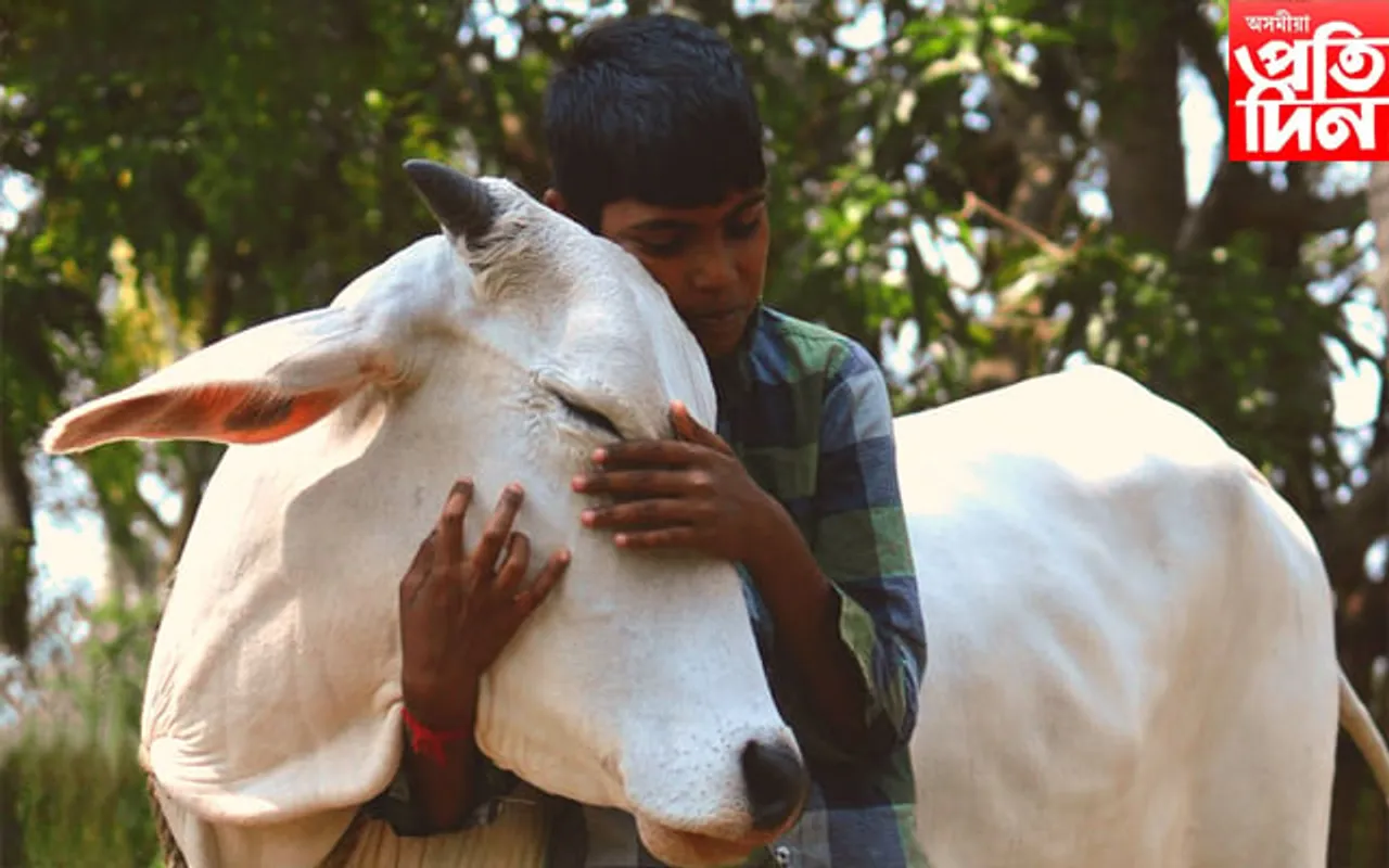 ১৪ ফেব্ৰুৱাৰীত আলিংগন কৰিব নালাগে গৰু...