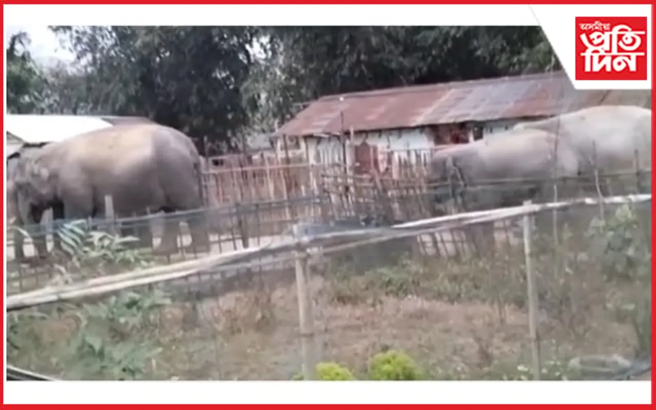 নুমলীগড়ত বন্যহস্তীৰ জাকে চলাইছে সন্ত্ৰাস...