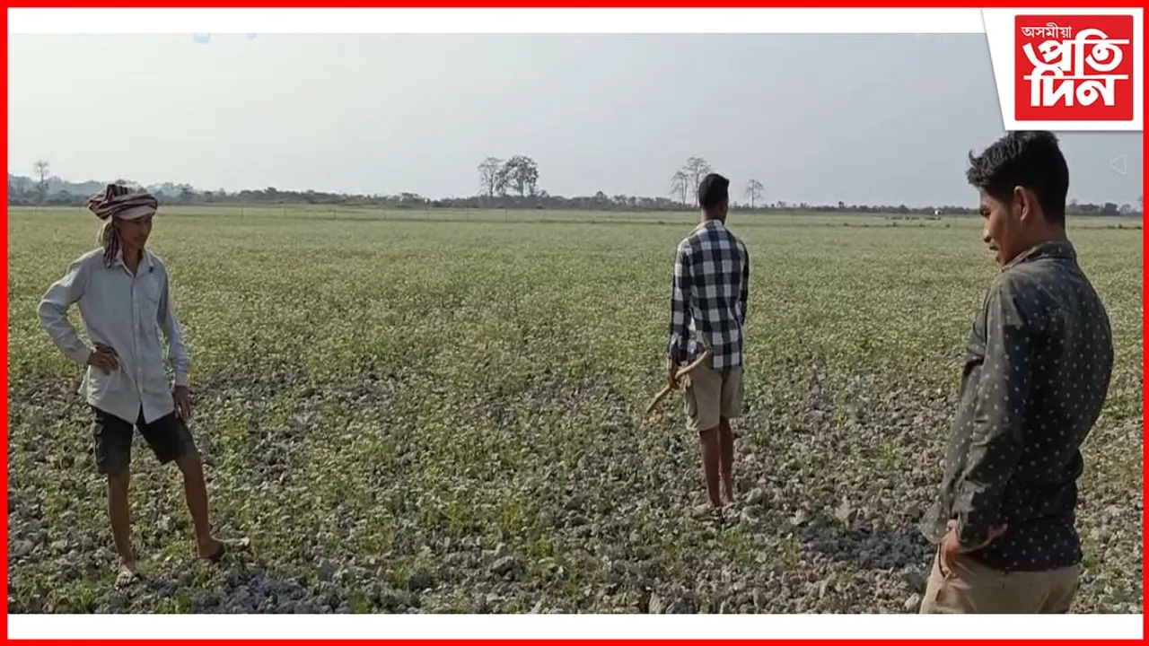 কৃষিমন্ত্ৰীৰ সমষ্টিত কৃষকৰ হাহাঁকাৰ, কৃষকসকলৰ মৰ্মবেদনা বুজিব কোনে ?