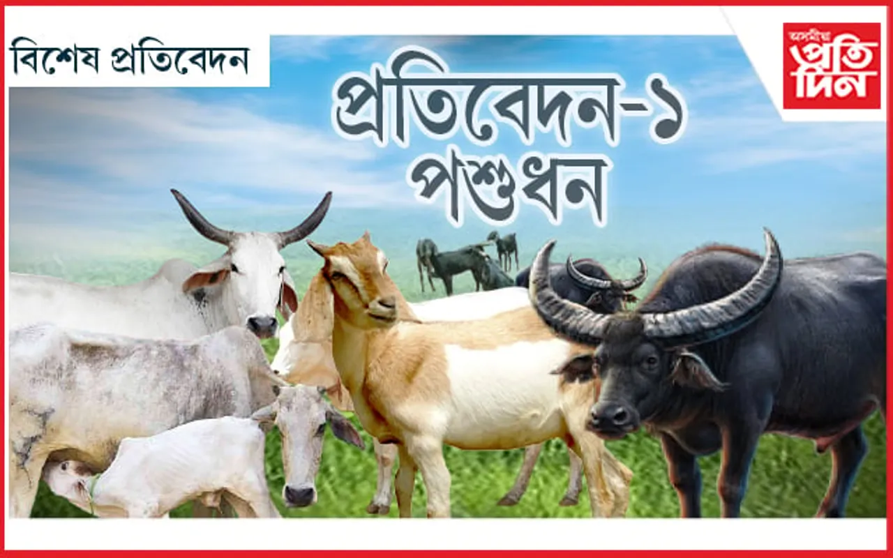 ঘৰে ঘৰে গৰু-ছাগলী,ম'হ পুহিবলৈ এৰিলে, কৃষি এৰি অসমীয়া ডেকাই কিহত ধৰিছে...