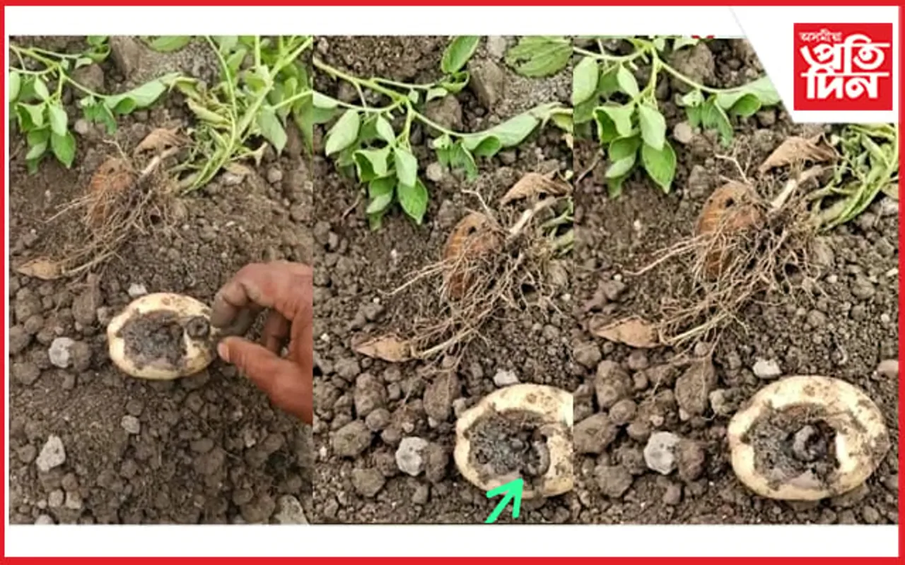 নাকত তেল লগাই শুইছে কৃষি বিভাগে !
সৰিয়হ, আলু খেতি খাই তহিলং কৰিছে পোকে...