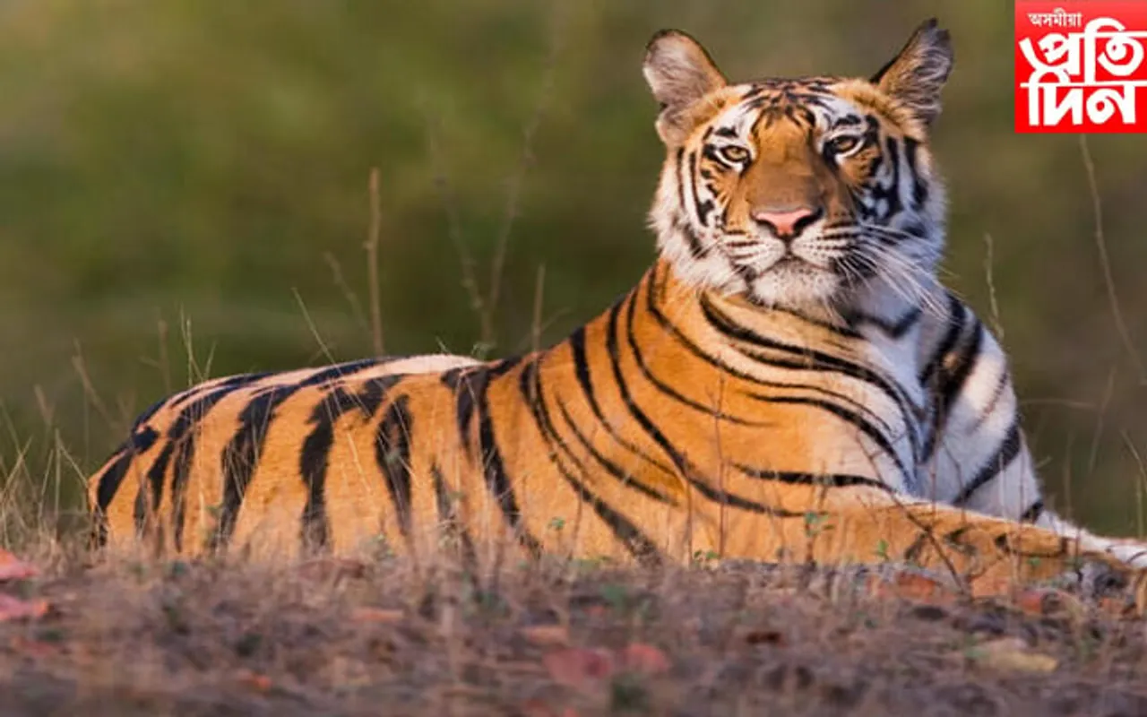 মানুহক আক্ৰমণ কৰাৰ ক্ৰোধত বনৰজাক হত্যা বৰপথাৰৰ টেঙানী বাসীৰ...