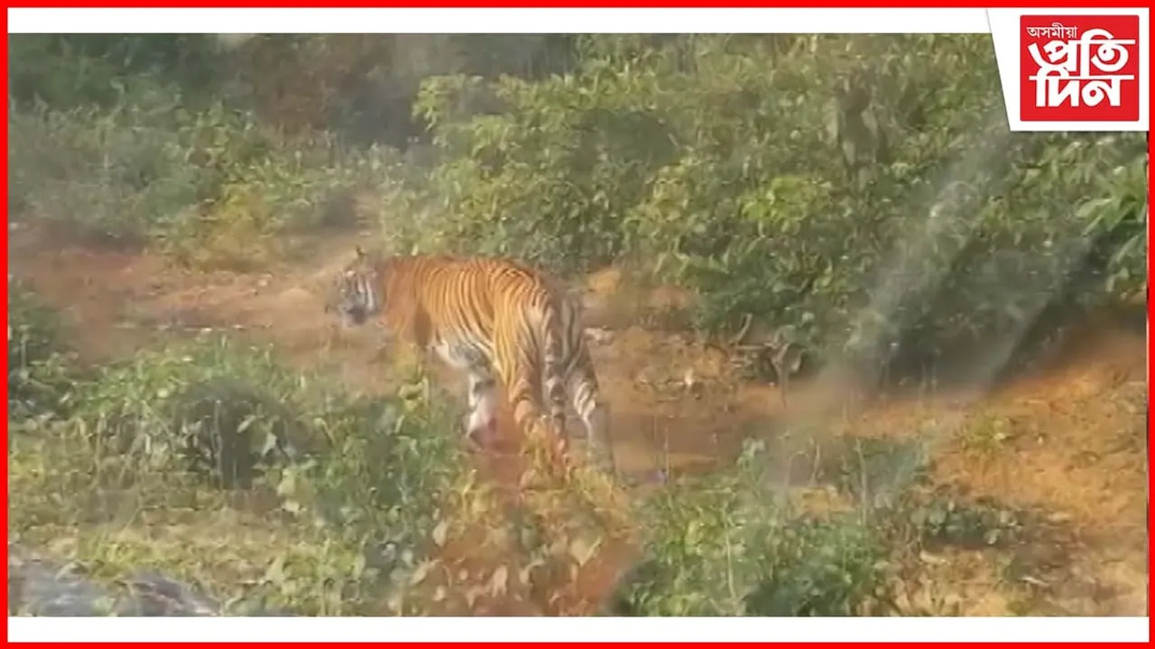 কলিয়াবৰত ১৪৪ ধাৰা উংলঘা কৰি বাঘ চাবলৈ মানুহৰ ভিৰ, বাঘে আক্ৰমণ কৰাৰ আশংকা