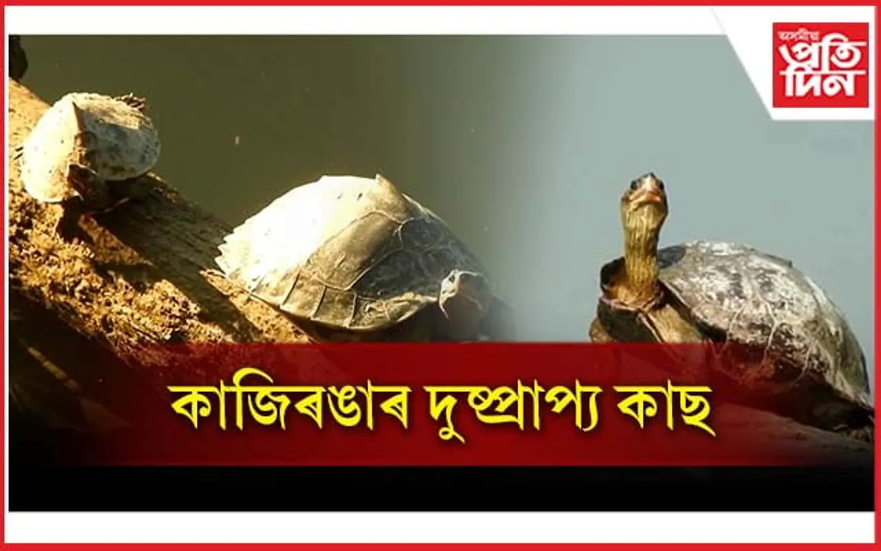 এইবাৰ কাছৰ বাবে চৰ্চা লাভ কাজিৰঙা ৰাষ্ট্ৰীয় উদ্যানৰ...