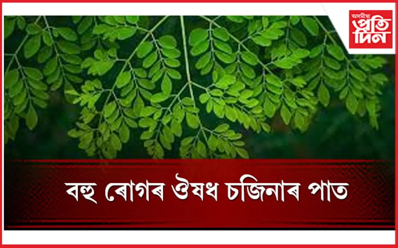 এতিয়াৰে পৰা চজিনাৰ পাতক এলাগি নকৰিব 