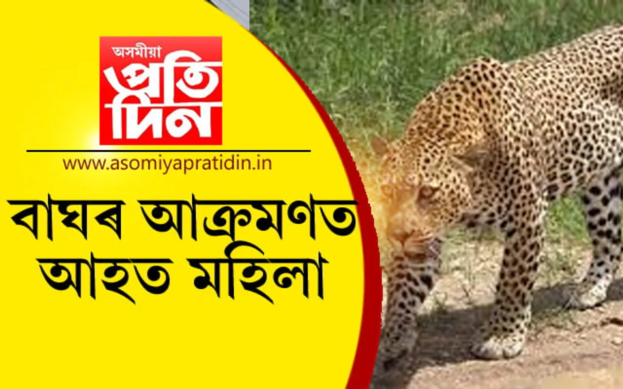 বাঘৰ আক্ৰমণত আহত মহিলাসহ তিনিজন 