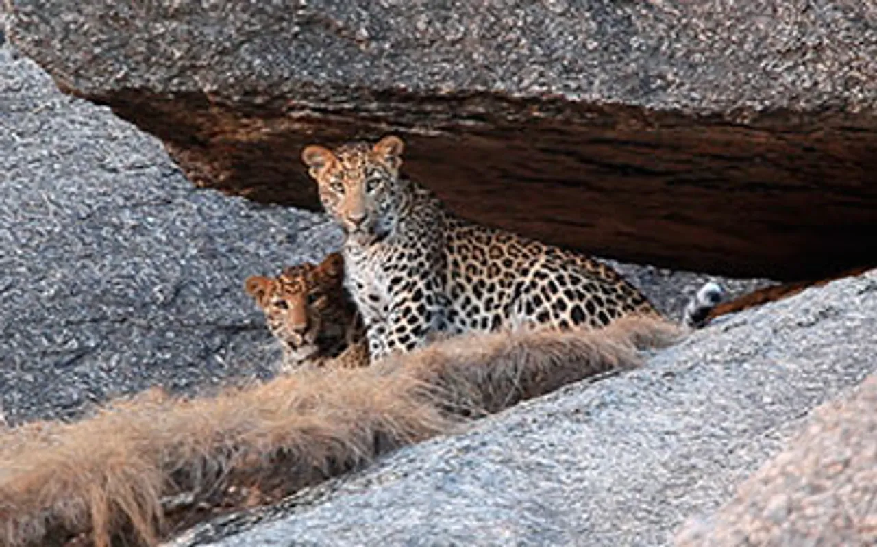 Discovery to uncover the story of peaceful co-existence of humans & leopards