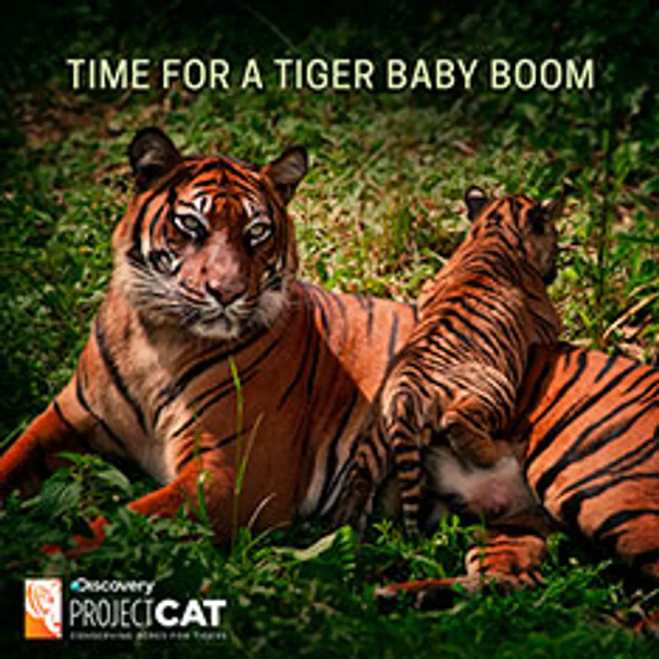 Discovery joins hands with WWF to protect the tiger