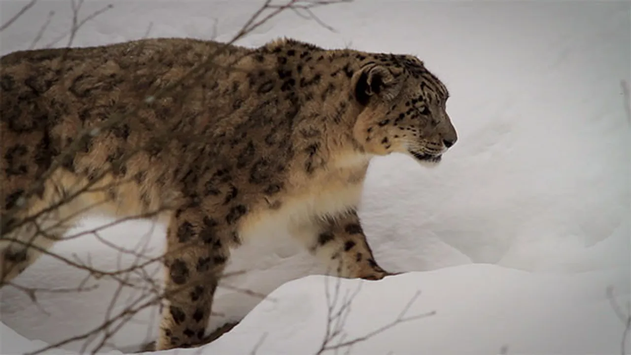 Animal Planet to air award-winning wildlife film 'Gyamo - Queen of the mountains'