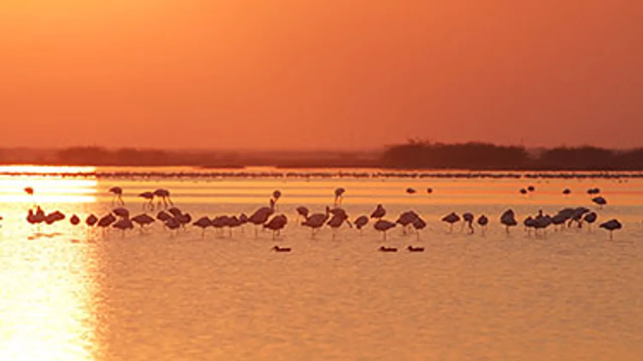 Discovery Channel's 'Revealed: Rann of Kutch' awarded 'Best Natural History Programme' at the Asian Television Awards